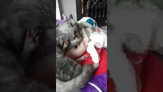 Sphynx kitten vs maine coon