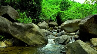 The sound of a tropical forest helps sleep or research.The white noise of the stream