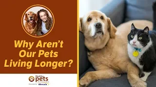 Why Aren’t Our Pets Living Longer?