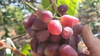 Обзор ранних сортов винограда на моем винограднике в пос. Урзуф на 14.08.2023г. Рембо, Сенсация и тд