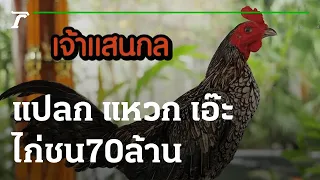 แปลก แหวก เอ๊ะ : ไก่ชน 70 ล้าน | 15-10-65 | ตะลอนข่าวสุดสัปดาห์