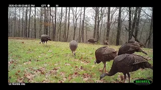 March Madness: Turkeys Feeding on Mountain Top Green Plot | Game Camera Footage