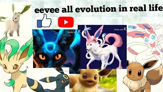 eevee evolution in real life