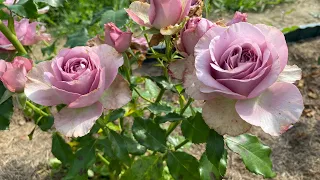 Montmartre флористична бузкова троянда для зрізу від VIP Roses у звичних умовах відкритого ґрунту