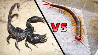 蠍子 VS 蜈蚣，結局不可思議！Scorpion VS Centipede