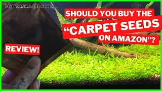 Should you buy the “Carpet Seeds on Amazon”? | Planted Aquarium