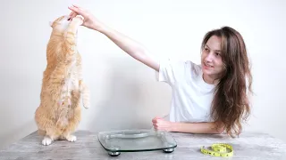 Top 5 Best Cat Foods for Weight Loss (We Tried Them All)