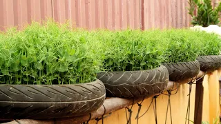 Brilliant Idea | Recycle Tires to Grow Vegetable at Home, Easy for Beginners