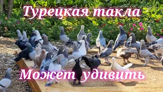 Pigeons Sanjar Turkish takla