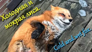 Алиса лиса. Сушка лисы (Drying a fox).