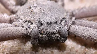 6 eyed sand spider feeding. Sicarius thomisoides.