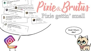 Instagram: Pixie is getting Smaller | Pixie and Brutus Comic Dub