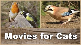 Movies for Cats to Watch Birds - The Ultimate Movie & Video for Your Cat