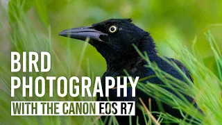 Bird Photography: Featuring the Canon EOS R7