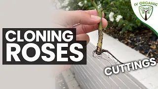 How To CLONE ROSES  |  Top 10 Tips: CUTTINGS PROPAGATION METHOD