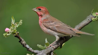 Голоса птиц Как поёт Чечевица обыкновенная Carpodacus erythrinus