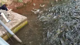 Feeding Carp and Ducks at Raystown Resort Raystown Lake, PA