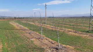 Ceviz ve badem yetiştiriciliğinde sulama yönetimi ve yöntemleri