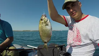 РАЗНООБРАЗИЕ ПОЙМАННОЙ РЫБЫ ЗАШКАЛИВАЕТ / THE VARIETY OF FISH CAUGHT IS OFF THE SCALE