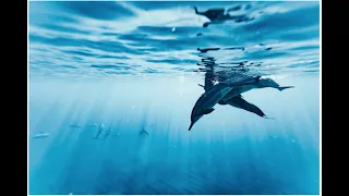 Relaxing Dolphin Sounds | Dolphin Deep Meditative Music for Harmony of Inner Peace