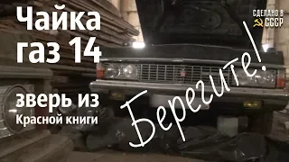 Чайка ГАЗ 14 - ЗВЕРЬ из КРАСНОЙ книги!