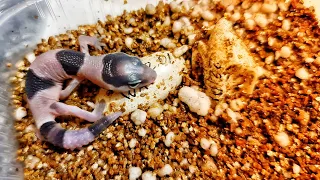 Новый прибыл! Малыш геккон гемитеконикс