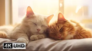 Charming Cat Videos and Relaxing Piano : Melodic Cuddles | 4K Videos