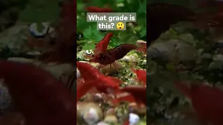 What Grade Is This Cherry Shrimp?🎨🔥🔴🍒🦐