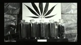 Anti Marijuana Propaganda