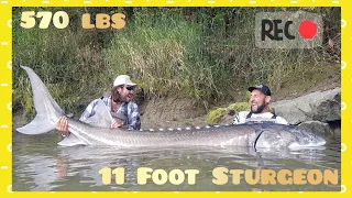 WHITE STURGEON MONSTER GIANT 570 LBS X 11 FOOT EPIC FIGHT - 4K by YURI GRISENDI