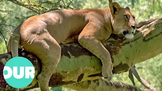 The Lion Queen in Nakuru National Park | Our World