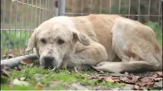 Operation Mountain Misery: the rescue of 21 dogs running wild on a steep hillside in WV.