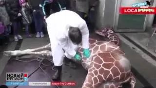 Убийство жирафа