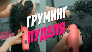 ГРУМИНГ ПУДЕЛЯ / СТРИЖКА В ВЕТЕРАНСКОМ СТИЛЕ / GROOM SCHOOL