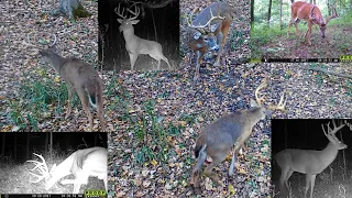 Ohio Public Deer Hunting: Land of the Giants or Complete Waste of Time? A Recipe for Tag Soup