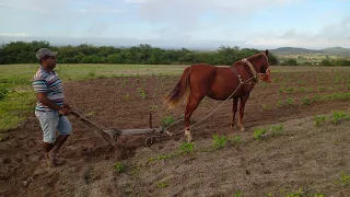 Capinando a lavoura com a Égua 🐎🍃🍃🍃