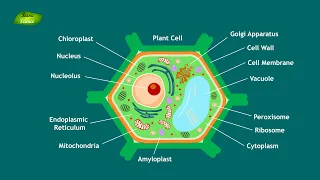 Plant cell Notes | structure and Function | Basic Science Series
