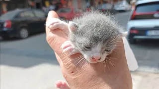 Evimdeki Anne Kedim Bu Yavru Kediyi Mutlaka Evlatlık Almalı.