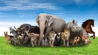 Animals video, for children, cow video, lion, elephant, horse, tiger, cat, dog, animal sounds