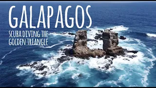 Scuba Diving with Sealife of the Galapagos Islands - 4K
