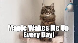 Maple wakes me up every day!