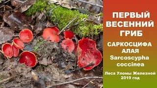 Первый весенний гриб. Саркосцифа алая. 2019 год.