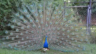 Завораживающий свадебный танец павлина. Peacock dance