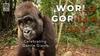 World Gorilla Day   Visual Ode