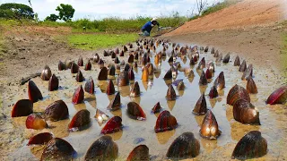 Collect Best 5 Videos | Wow wow wow amazing ! A fisherman catch clams under ground with green grass