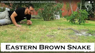 EASTERN BROWN SNAKE - 2ND MOST VENOMOUS SNAKE IN THE WORLD