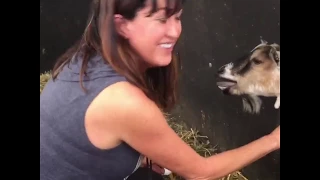 IV injection on a goat