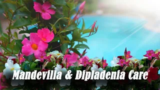Mandevilla & Dipladenia Care || Outdoor & Indoor Care of Mandevilla & What's The Difference?