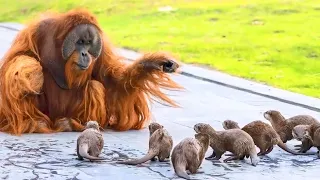 Orangutans were dying of LONELINESS, until these RASCALS moved in with them. WATCH WHAT HAPPEND next