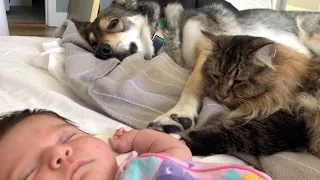 Adorable Tot Is Best Friends With Dog And Cat